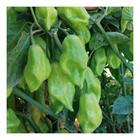 Sementes de Pimenta de Cheiro Acemira - 50gr