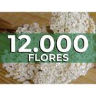 Sempre vivas - 15.000 Flores para Casamento e Decoração - VIVA FLORES