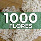 Sempre vivas COLORIDAS EXTRA, kit com 1.000 flores para casamento - VIVA FLOR