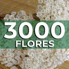 Sempre vivas COLORIDAS EXTRA, kit com 3.000 flores secas para casamento - VIVA FLORES