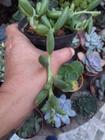 Senecio Herreianus ou colar de melancia pote 11