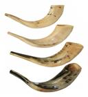 Shofar De Chifre De Carneiro De Israel/Malhado 35-39 Cm