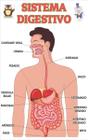 Sistema Digestivo Infantil Escolar Painel Lona