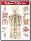 Sistema Endócrino Avançado