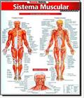 Sistema muscular avancado