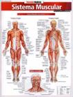 Sistema muscular - avancado