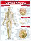 Sistema nervoso avancado