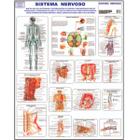 Sistema Nervoso Poster Mapa Anatomia Corpo Humano Medicina - For Sales Store