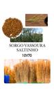 Sorgo Vassoura 10V70 Saltinho IAC - 5kg de Sementes