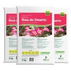 Substrato Pronto Uso Ideal Para Rosa do Deserto 2 Kg Kit com 3