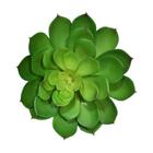 Suculenta Cor Verde Planta Artifical Permanente Flor Arte 20cm
