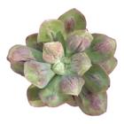 Suculenta Echeveria Baron Bold/exótica/rara - Suculentas e Cia