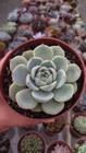 Suculenta Echeveria Esquisit -top- rara