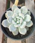 Suculenta Echeveria Monroe pote 9