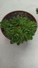 Suculenta Sempervivum Archives pote 11