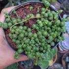 Suculenta Senecio Rowleyanus ou Colar de pérolas pote 11