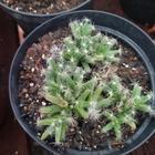 Suculenta trichodiadema densum pote 11