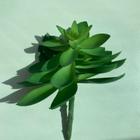 Suculenta Verde 16cm SMO-4078- DecoromaX