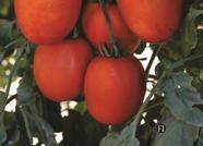 Tomate Adriel Hibrido - 12mg / 10 Sementes