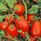 Tomate Ipa 6 - 100gr de Sementes