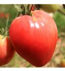 Tomate Salada / Coração de Boi - 100mg De Sementes - Feltrin