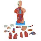 Torso 28 cm de Altura Assexuado com 14 Partes confeccionado em resina plástica semi-emborrachada TGD-0209 - ANATOMIC