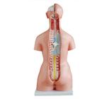 Torso de 45cm, Bissexual com Coluna Exposta, em 23 Partes