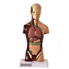 Torso Humano 28 Cm Altura Assexuado Em 14 Partes - Anatomic