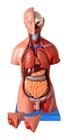 Torso Humano 45 Cm Altura Bissexual Coluna Exposta 25 Pts