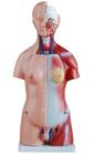 Torso Humano 45 cm em 24 partes e coluna exposta