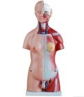 Torso Humano Clássico Bissexual de 45 cm em 24 Partes