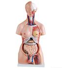 Torso Humano de 45 cm 24 partes com Coluna Exposta e Vértebra Removivél