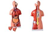 Torso Humano de 45 cm 24 partes com Coluna Exposta e Vértebra Removivél