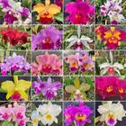 Touceira De Orquídea Cattleya Vaso Cuia Para Pendurar 