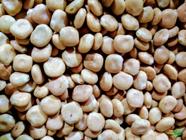 Tremoço Branco - 1kg De Sementes