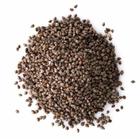 Trigo Mourisco ou Trigo Sarraceno - 1kg De Sementes