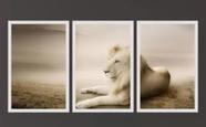 Trio De Quadros Decorativos Leão Albino Selva "
