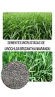 Urochloa Brizantha Marandu 20kg- Sementes Incrustadas