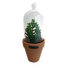 Vaso Com Tampa de Vidro Candelabra Cactus Verde