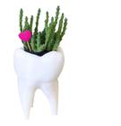 Vaso Decorativo Suculentas Cactus Dente Odontologia Odonto