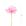 Rosa PP