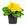 Amarelo Pequeno
