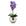 Roxo