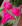 Rosa neon