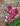 Rosa com estampa