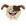 Cachorro
