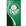 PALMEIRAS