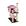 CINZA / PINK
