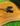 Boi preto