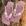 Rosa crocus